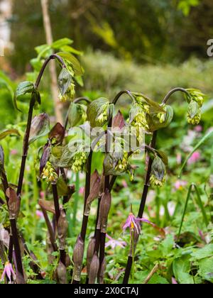 La tige des fleurs sombres et l'émergence des premières fleurs printanières de la plante de jardin des bois éternel aimant l'ombre, Disporum bodinieri Banque D'Images