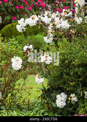 Fermes de fleurs printanières blanches de l'arbuste persistant rustique Rhododendron bureavii Banque D'Images