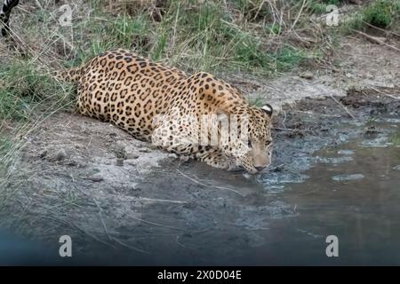 Léopard indien dans un point d'eau à la réserve de Jhalana au Rajasthan en Inde Banque D'Images