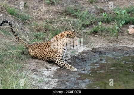 Léopard indien dans un point d'eau à la réserve de Jhalana au Rajasthan en Inde Banque D'Images