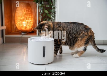 Chat buvant à partir d'un distributeur d'eau automatique. Buveur intelligent pour animaux de compagnie avec connexion à l'application mobile. Banque D'Images