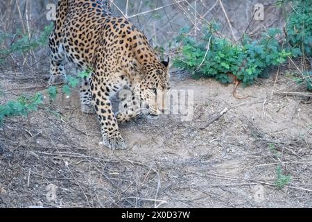 Léopard indien dans un point d'eau à la réserve de Jhalana au Rajasthan en Inde Banque D'Images