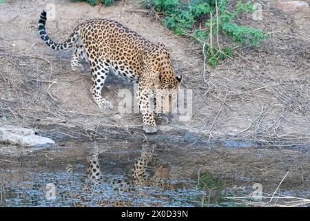 Léopard indien dans un point d'eau à la réserve de Jhalana au Rajasthan en Inde Banque D'Images