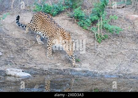 Léopard indien dans un point d'eau à la réserve de Jhalana au Rajasthan en Inde Banque D'Images