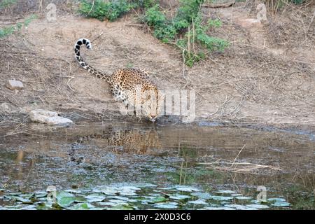 Léopard indien dans un point d'eau à la réserve de Jhalana au Rajasthan en Inde Banque D'Images