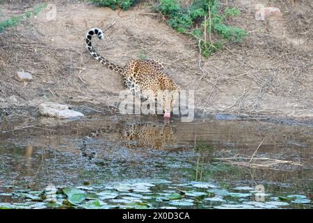 Léopard indien dans un point d'eau à la réserve de Jhalana au Rajasthan en Inde Banque D'Images