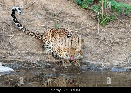 Léopard indien dans un point d'eau à la réserve de Jhalana au Rajasthan en Inde Banque D'Images