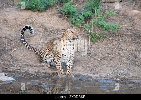 Léopard indien dans un point d'eau à la réserve de Jhalana au Rajasthan en Inde Banque D'Images