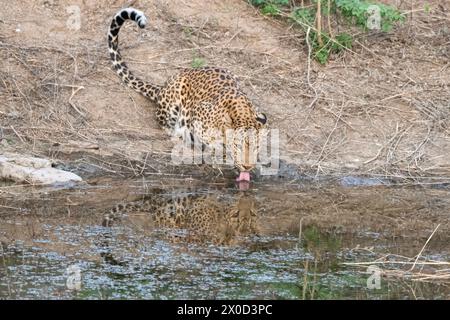 Léopard indien dans un point d'eau à la réserve de Jhalana au Rajasthan en Inde Banque D'Images