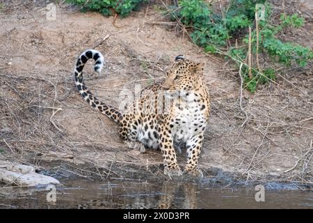 Léopard indien dans un point d'eau à la réserve de Jhalana au Rajasthan en Inde Banque D'Images