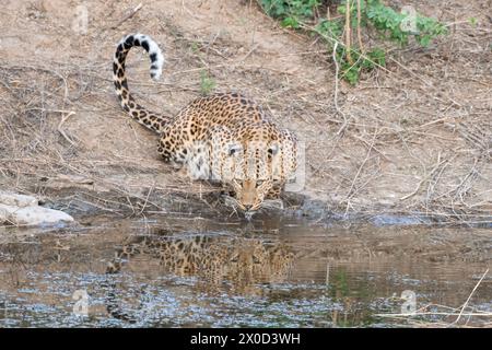 Léopard indien dans un point d'eau à la réserve de Jhalana au Rajasthan en Inde Banque D'Images