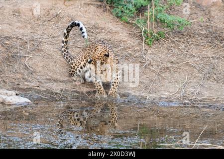 Léopard indien dans un point d'eau à la réserve de Jhalana au Rajasthan en Inde Banque D'Images