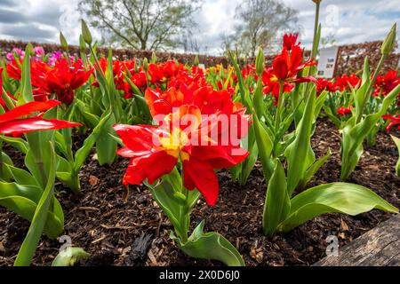 Jardin RHS Bridgewater à Worsly près de Manchester. Tulipe fleurit complètement ouvert. Banque D'Images