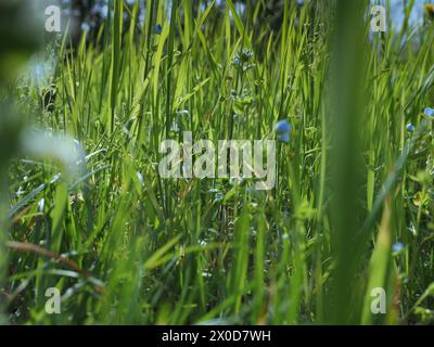 Lames d'herbe de prairie verte utiles comme arrière-plan Banque D'Images