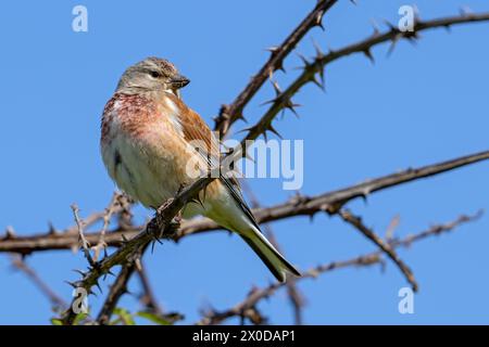 Linnet commun (Linaria cannabina / Carduelis cannabina) mâle dans le plumage de reproduction perché dans le buisson d'épines au début du printemps Banque D'Images