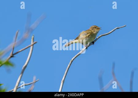 Chiffchaff commun (Phylloscopus collybita) chantant de la branche morte dans la brousse au début du printemps Banque D'Images