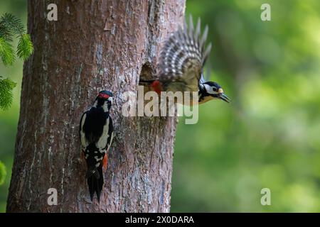 Grand pic tacheté (Dendrocopos major) mâle et femelle quittant le nid dans le tronc d'arbre dans la forêt au printemps Banque D'Images