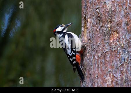 Grand pic tacheté (Dendrocopos major) mâle adulte à l'entrée du nid dans le tronc d'arbre dans la forêt d'épinettes au printemps Banque D'Images