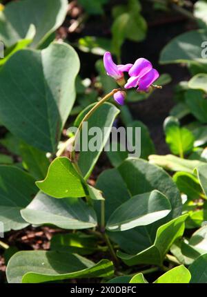 Seaside Bean ou Bay Bean, Canavalia rosea, Fabaceae. Costa Rica. Banque D'Images