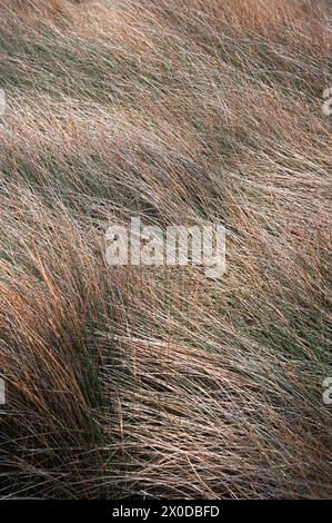 Plein cadre d'herbe de dune dans le soleil du soir Banque D'Images