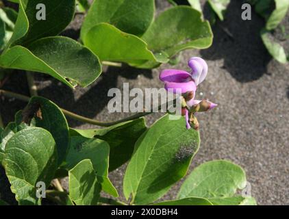 Seaside Bean ou Bay Bean, Canavalia rosea, Fabaceae. Costa Rica. Banque D'Images