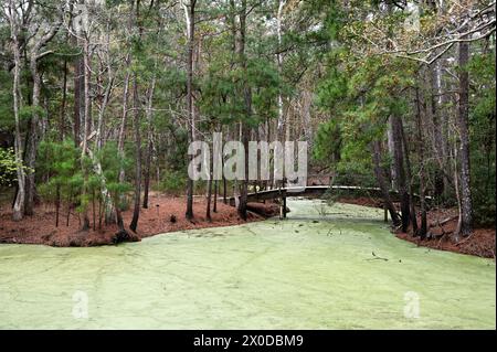 Passerelle au-dessus de l'étang rempli de canard dans la réserve de bois de Nags Head Banque D'Images