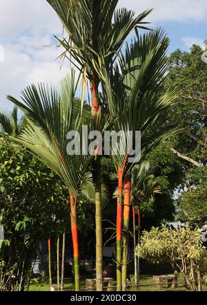 Cire à sceller rouge Palm aka Lipstick Palm ou Rajah Palm, Cyrtostachys renda, Arecaceae, Palmae. Tortuguero, Costa Rica. Banque D'Images