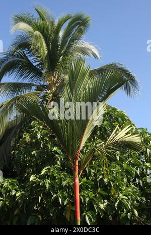 Cire à sceller rouge Palm aka Lipstick Palm ou Rajah Palm, Cyrtostachys renda, Arecaceae, Palmae. Tortuguero, Costa Rica. Banque D'Images