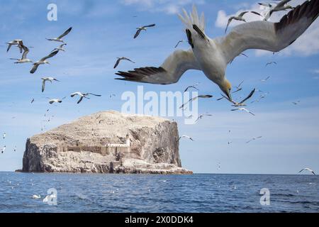 Gannets de plongée au Bass Rock dans le Firth of Forth, en Écosse Banque D'Images