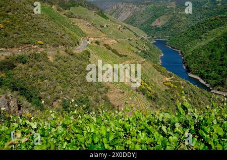 Rivière SIL d'Aba Sacra, sobre, Lugo, Espagne Banque D'Images