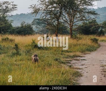 Babouins aux olives à côté de la route de terre dans le parc national de Mburo, Ouganda Banque D'Images