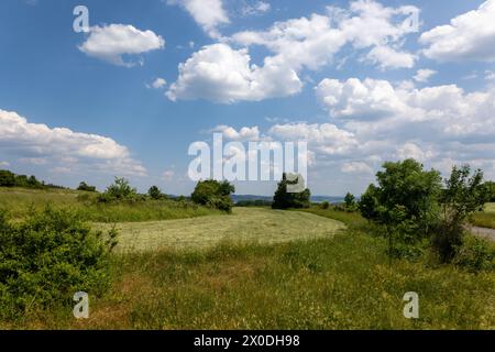 Un champ d'herbe avec quelques arbres en arrière-plan. Le ciel est bleu avec quelques nuages Banque D'Images