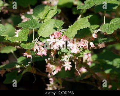 Cassis de chaparral, Chaparral-Johannisbeere, Ribes malvaceum, ribizli, Budapest, Hongrie, Magyarország, Europe Banque D'Images