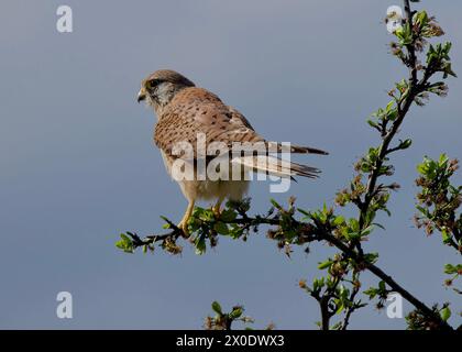 Femelle Kestrel perchant sur la branche de Treetop, sur l'estuaire de la Tamise, près de RSPB Rainham Marshes, Purfleet, Essex Banque D'Images