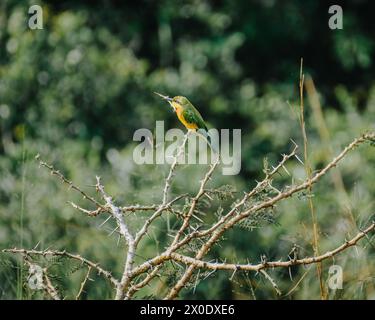 Vibrant Little Bee-Eater sur une branche épineuse. Banque D'Images