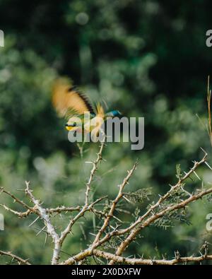 Vibrant Little Bee-Eater sur une branche épineuse. Banque D'Images