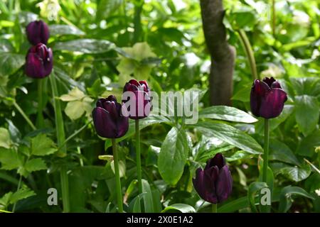 Riches fleurs de printemps violettes, presque noires de Triumph Tulip, tulipa Paul Scherer dans le jardin britannique avril Banque D'Images