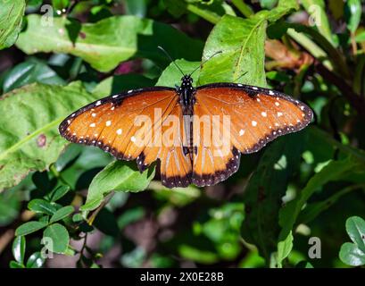 Un papillon reine coloré (Danaus gilippus) perché sur des feuilles vertes. Texas, États-Unis. Banque D'Images