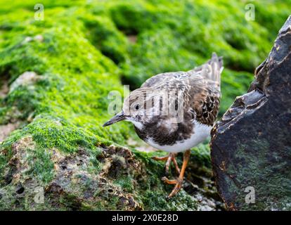 Un Ruddy Turnstone (Arenaria interpres) marchant sur la roche couverte d'algues. Galveston, Texas, États-Unis. Banque D'Images