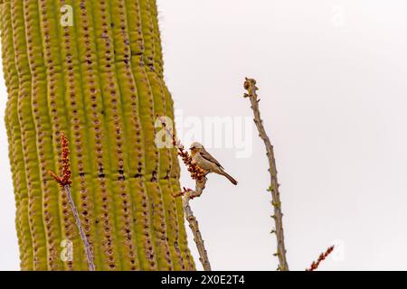 Verdin se reposant sur un Ocotillo dans le parc national de Saguro en Arizona Banque D'Images