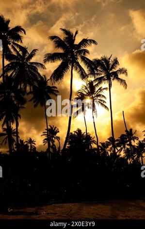 Coucher de soleil jaune sur une plage de la mer des caraïbes avec des palmiers en contre-jour et ciel nuageux. Appelé Playa Los Muertos, dans le parc national de Morrocoy, Venezuela. Banque D'Images