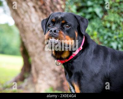 Chien Rottweiler de race pure avec une sous-morsure et ses dents inférieures saillantes Banque D'Images