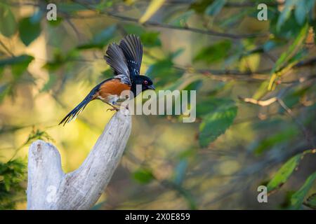 Towhee tachetée perchée sur un arbre sur l'île de Bainbridge dans l'État de Washington. Banque D'Images