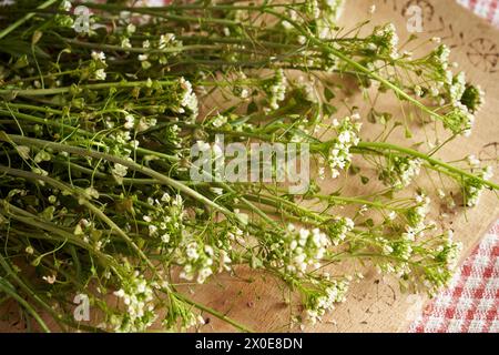 Plante de bourse de berger en fleurs sur une table en bois - ingrédient pour la teinture Banque D'Images