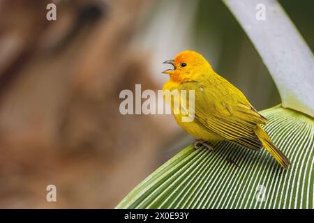 Pingembre safran perché sur un palmier sur la Grande île d'Hawaï. Banque D'Images