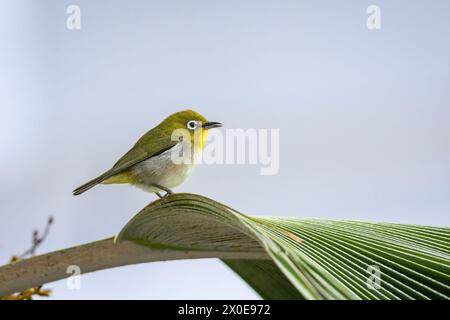 Japonais White-eye perché sur un palmier sur la Grande île d'Hawaï. Banque D'Images