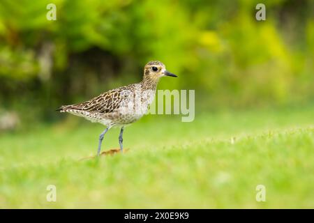 Pluvier doré du Pacifique dans le plumage hivernal de la grande île d'Hawaï. Banque D'Images