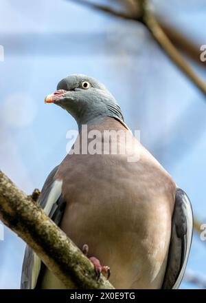 Grand pigeon de bois avec un corps gris et des plumes de cou irisées, fourrage sur le sol dans le Phoenix Park de Dublin. Banque D'Images