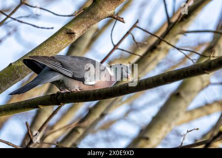 Grand pigeon de bois avec un corps gris et des plumes de cou irisées, fourrage sur le sol dans le Phoenix Park de Dublin. Banque D'Images