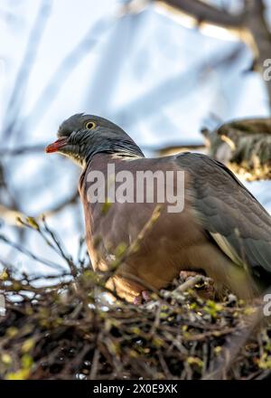 Grand pigeon de bois avec un corps gris et des plumes de cou irisées, fourrage sur le sol dans le Phoenix Park de Dublin. Banque D'Images